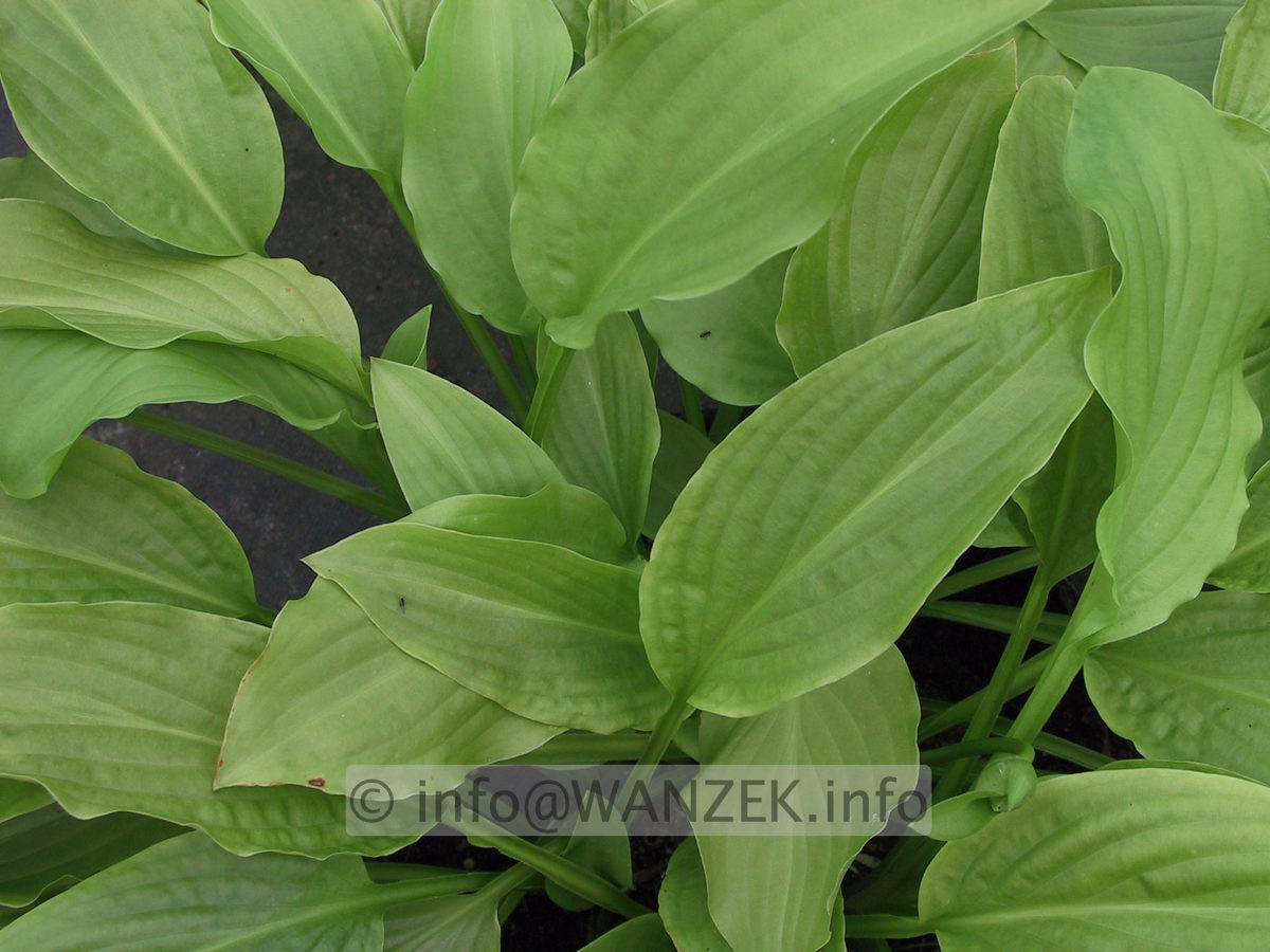 Hosta plantaginea Honeybells 02.JPG